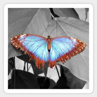 Butterfly Beauty Sticker